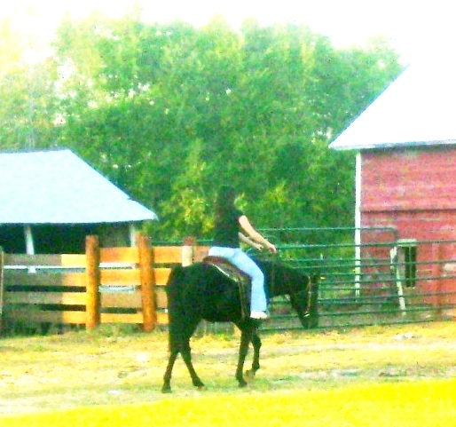 Horseback Riding Blog