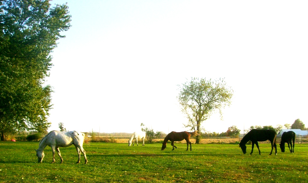 Watching Our Horses Graze