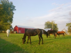 Grazing Horses