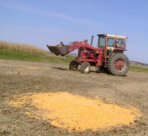 Picking Up Spilled Corn