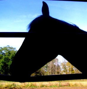 Our Horse Toby Begging for Corn