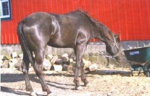 Toby Black APHA Gelding