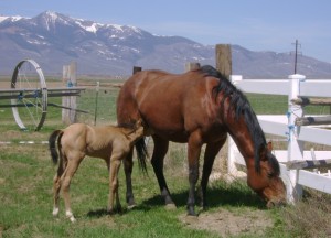 Hickory and her 2008 Filly, Honeycomb