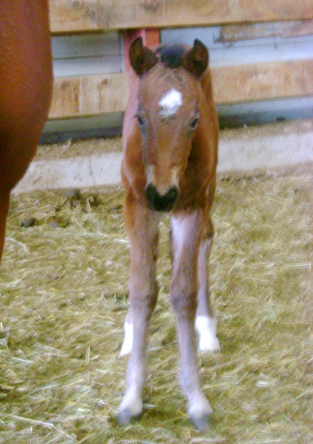 Hickory's 2010 Filly