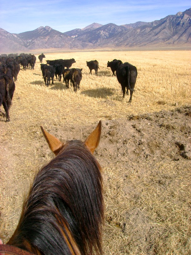 Driving cattle to a new pasture