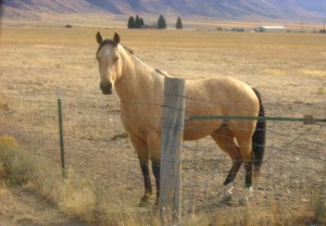 Buckskin Mare for Sale in Idaho