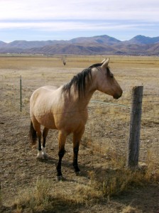 AQHA Buckskin Mare