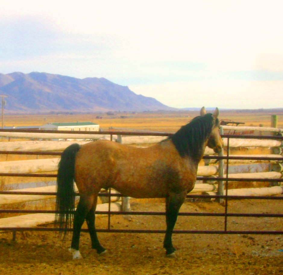 AQHA Stallion, Docs Cold Cash