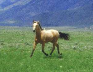 Honeycomb AQHA buckskin mare