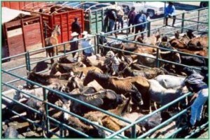 Holding pens at a horse auction