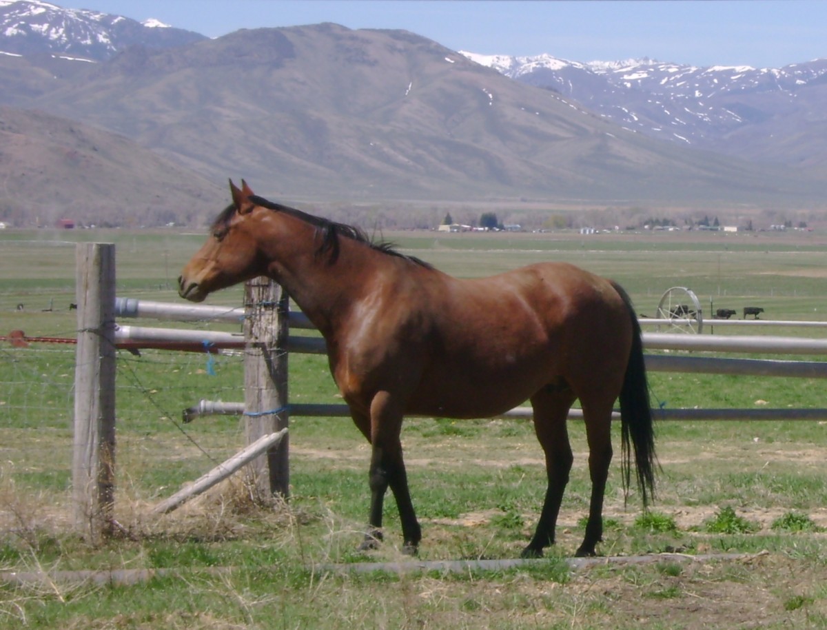 Steel Hickory, AQHA bay mare