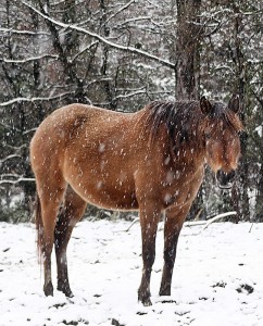 Horse Care Tips for Winter