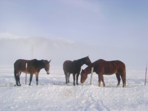 Foggy Day Horses