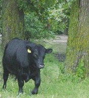 Black Angus Bull