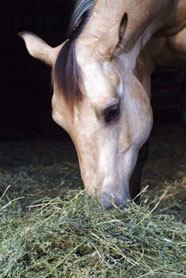 Buckskin Horse Eating Hay