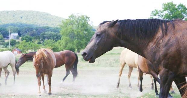 Horse Herd Dynamics
