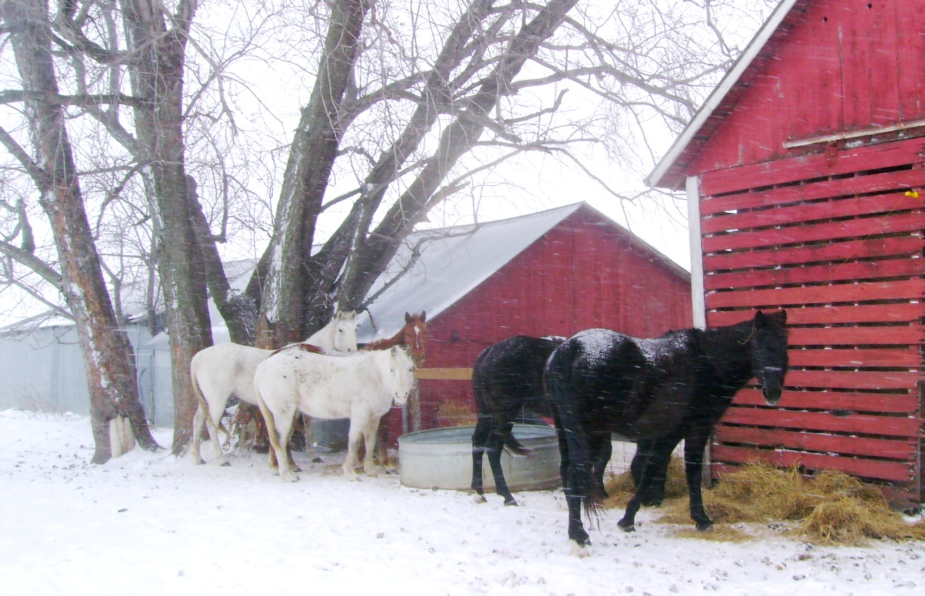 Winter Snow Day