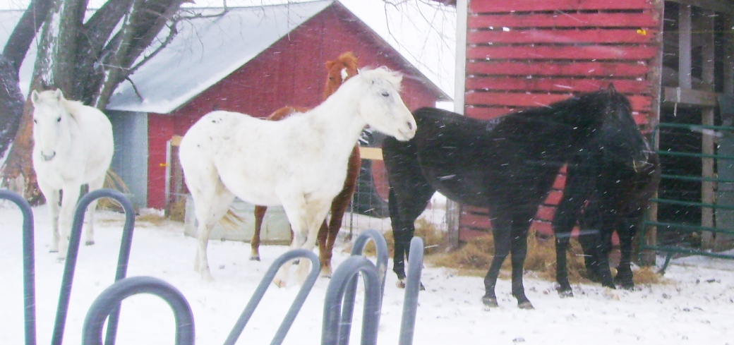 Horses Eating Hay in Winter