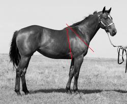 Horse Conformation - Good Shoulder