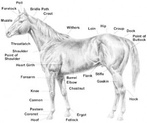 Horse Conformation