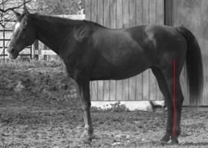 Horse Conformation - Post Legged