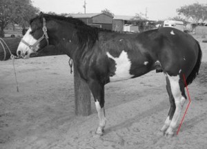 Horse Conformation - Sickle Hocks