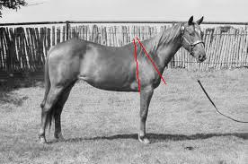 Horse Conformation - Straight Shoulder