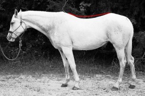 Horse Conformation - Swayback