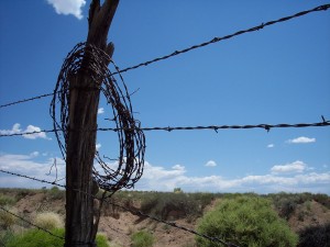 Barbed Wire Scars and Horse Stories