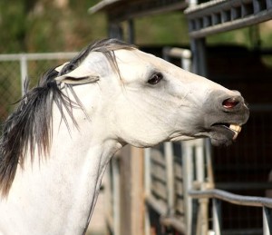 How To Train Your Horse Not to Bite