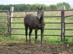 Black AQHA Gelding