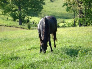 Black Horse Grazing in Field
