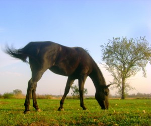 Frostalitos Toby, Black APHA Gelding Grazing