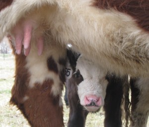 Baby Calf Peeking Out From Under Mama