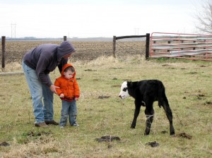 Meeting the New Calf