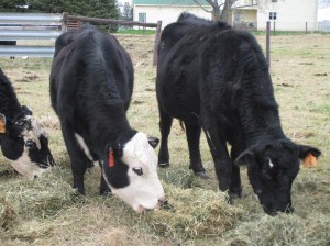 Cows Eating Hay