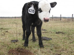 Brand New Baby Calf