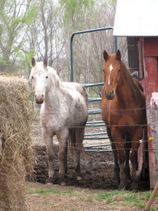 Horses Waiting to Be Fed