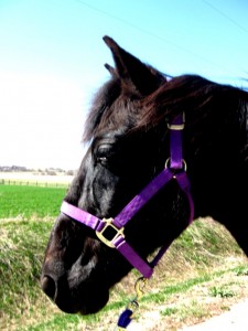 Black Tennessee Walker Gelding