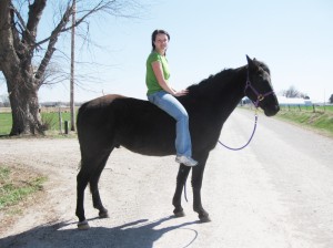 Riding the Tennessee Walking Horse Gelding