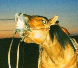 AQHA Dun Gelding The Chiefs Gunpoudre, aka Gunner