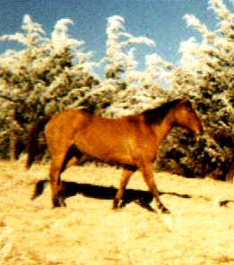 AQHA Dun Gelding, Gunner