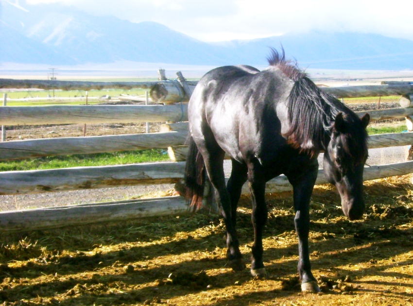 AQHA Blue Roan Hancock Bred Stallion in Idaho