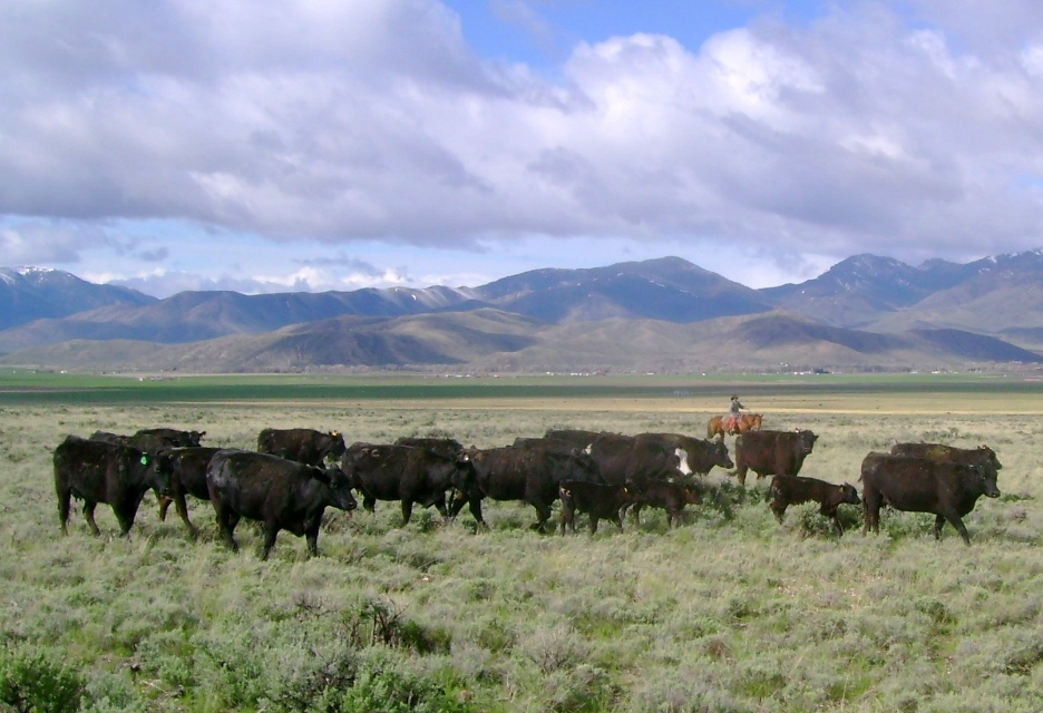 Driving Cattle in Idaho
