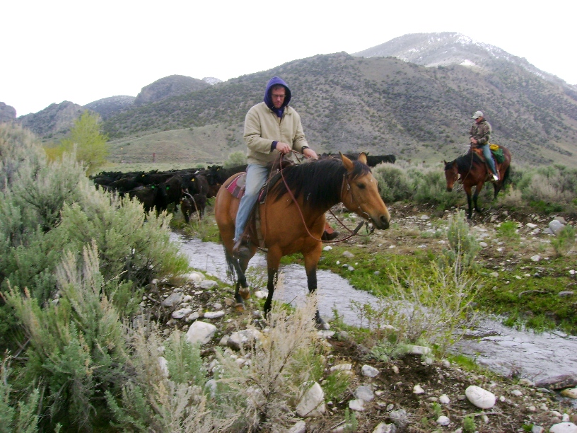 Cattle Drive in the Mountains
