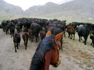 Cattle Drive in Idaho