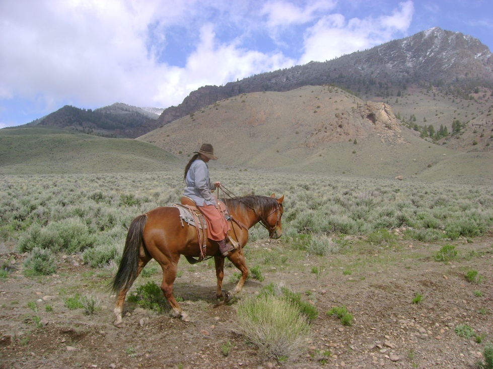 Ranch Horse Blog