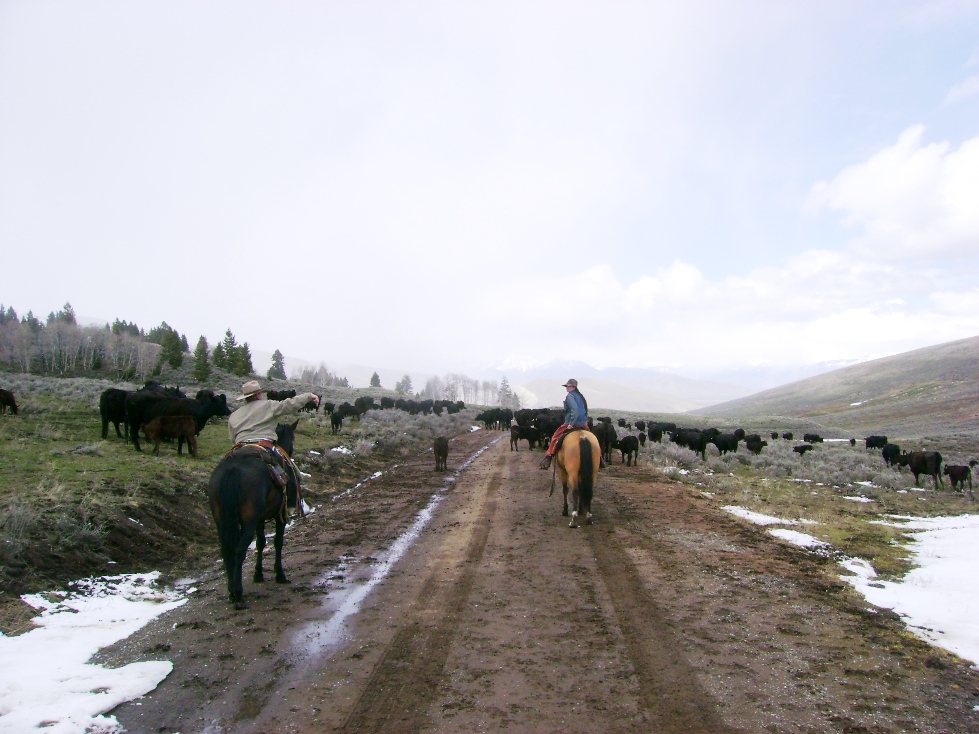 Cattle Drive in Idaho