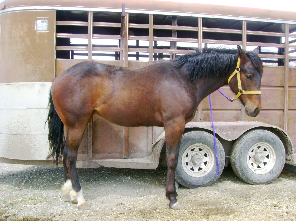 Hancocks Tallyho, AQHA Brown Filly