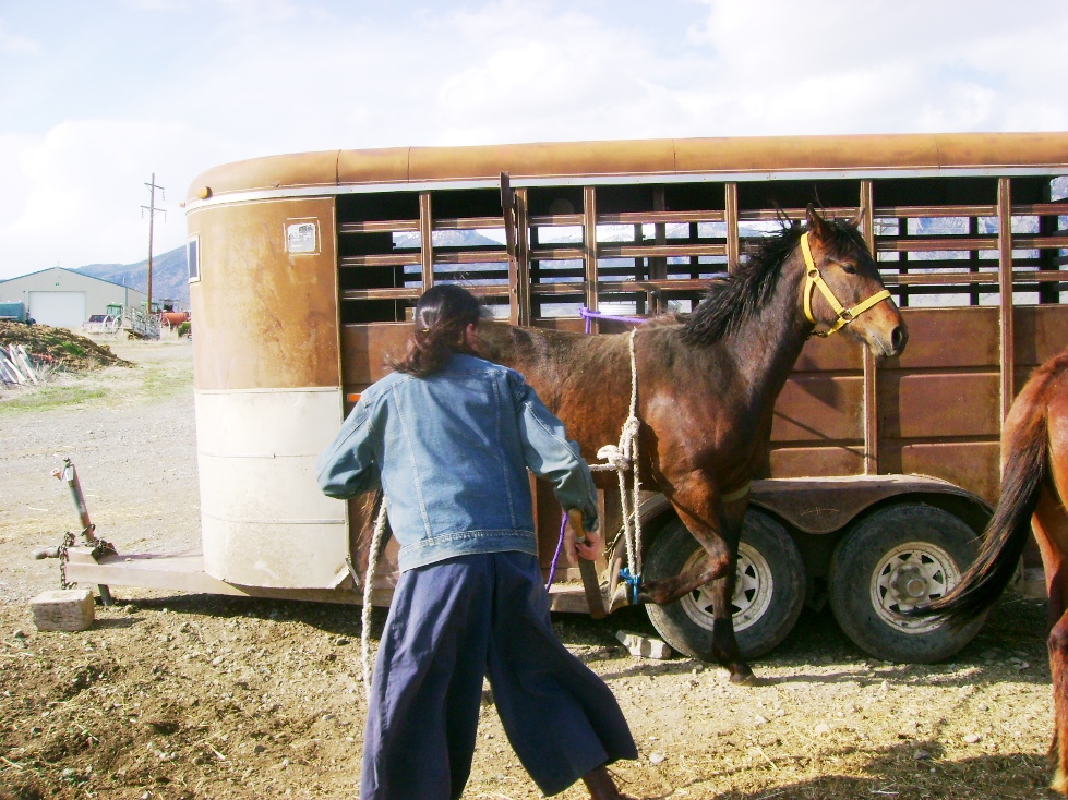 Tying Up a Horse's Foot for Farrier Work